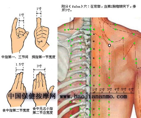 附分穴|附分穴位位置图